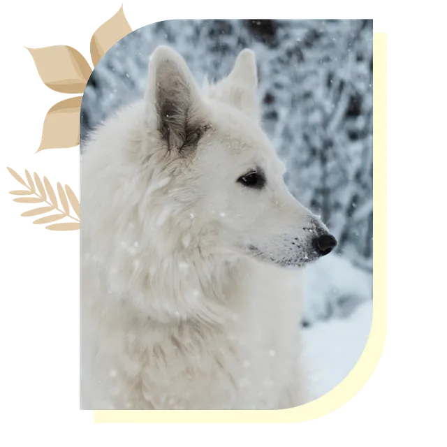 loup blanc