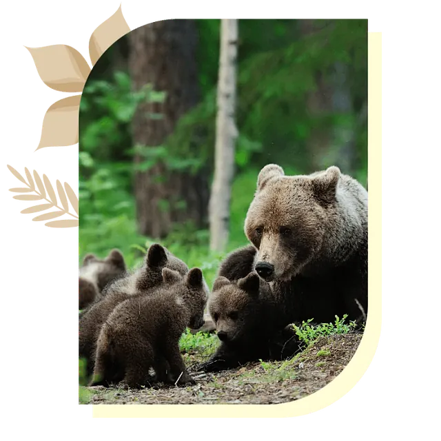 un ours